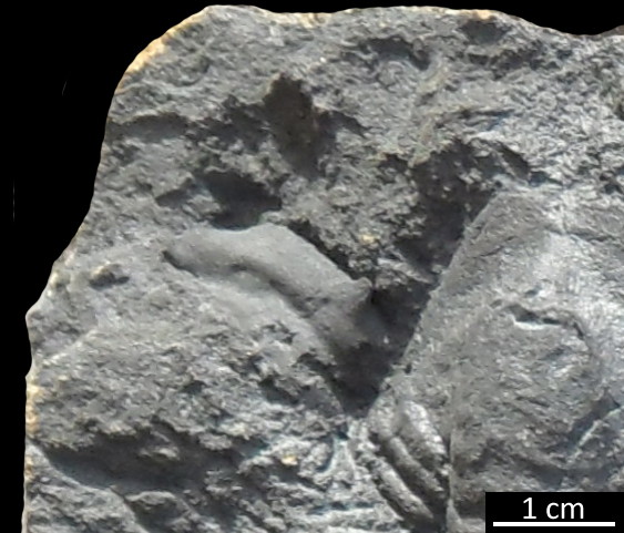 Fossile (trilobite, esemplare)