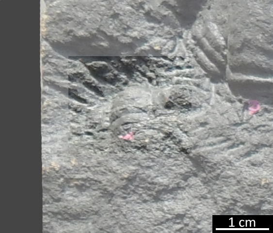 Fossile (trilobite, esemplare)