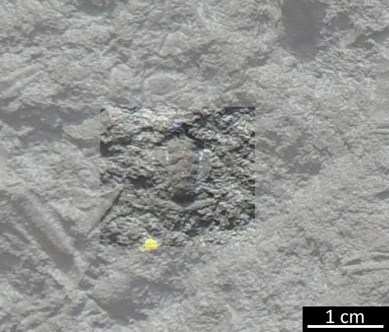 Fossile (trilobite, esemplare)