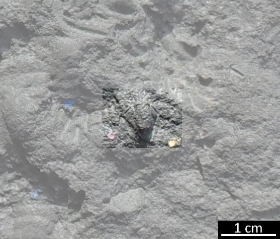 Fossile (trilobite, esemplare)