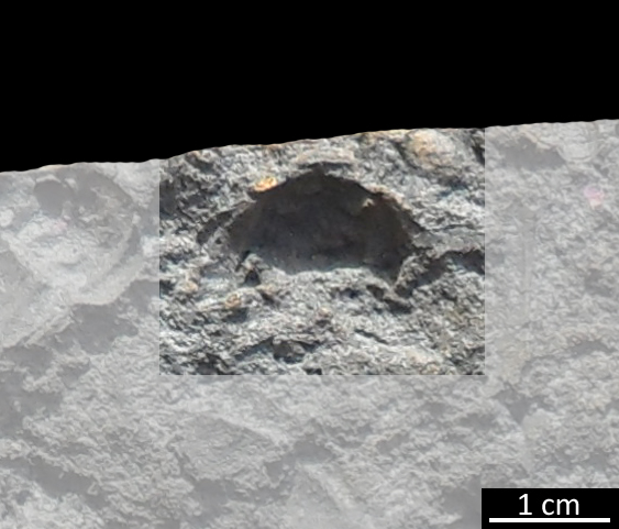 Fossile (trilobite, esemplare)