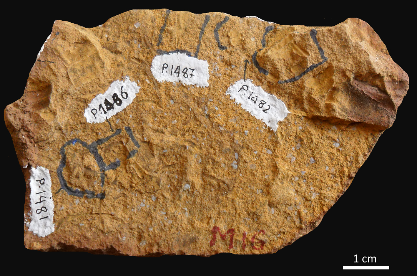 Fossile (lastra contenente numerosi resti di trilobiti, associazione fossile)