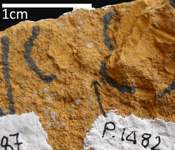 Fossile (trilobite, esemplare)