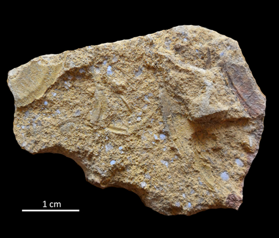 Fossile (lastra contenente diversi resti di trilobiti, associazione fossile)
