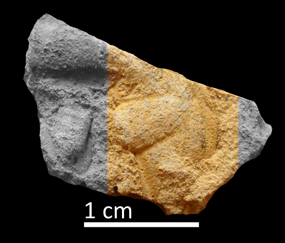 Fossile (trilobite, esemplare)