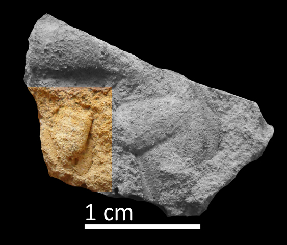 Fossile (trilobite, esemplare)