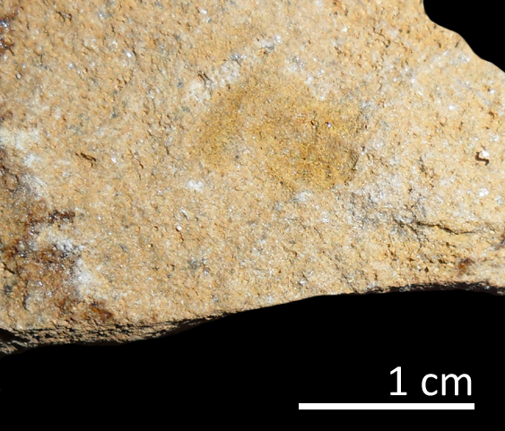 Fossile (trilobite, esemplare)