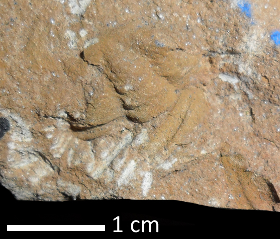 Fossile (trilobite, esemplare)