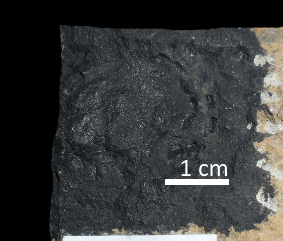 Fossile (trilobite, esemplare)