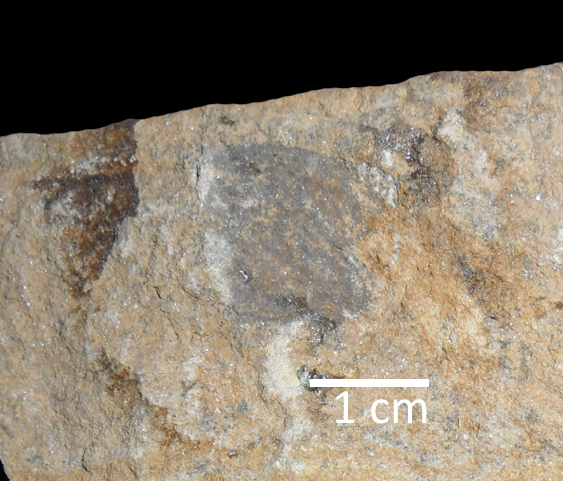 Fossile (trilobite, esemplare)