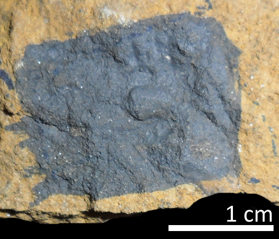 Fossile (trilobite, esemplare)