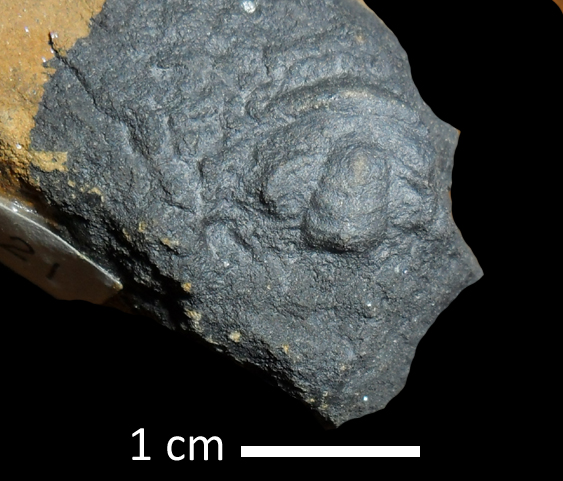 Fossile (trilobite, esemplare)