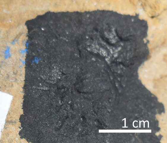 Fossile (trilobite, esemplare)