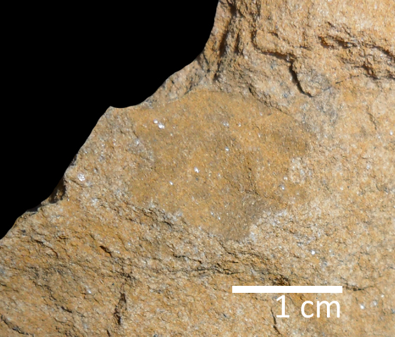 Fossile (trilobite, esemplare)