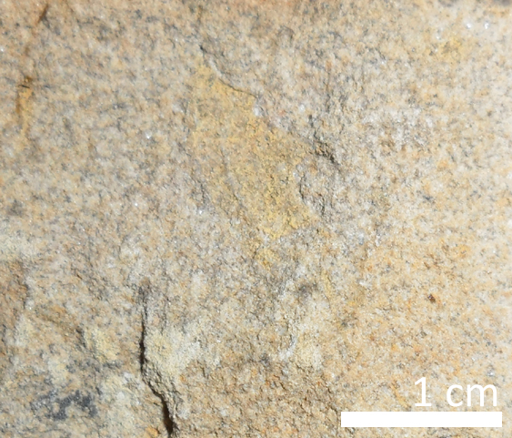Fossile (trilobite, esemplare)