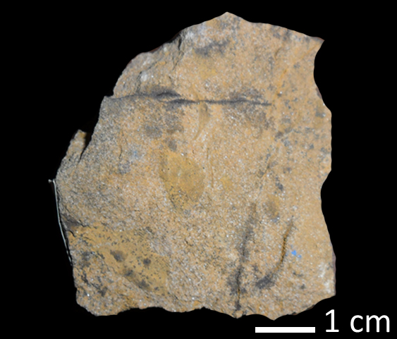 Fossile (lastra contenente diversi resti di trilobite, associazione fossile)