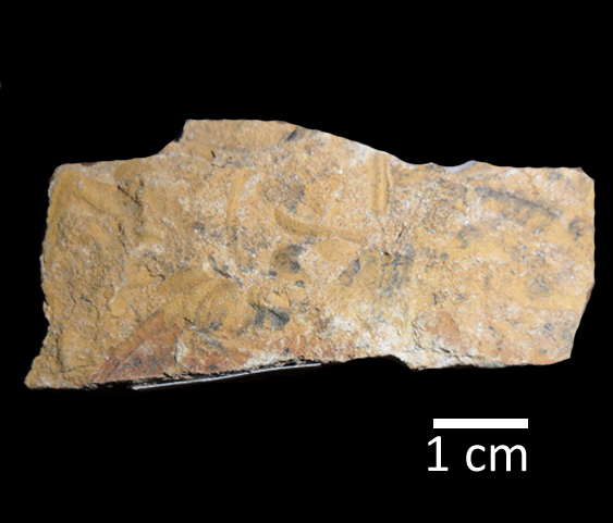 Fossile (lastrina contenente diversi resti di trilobiti, associazione fossile)