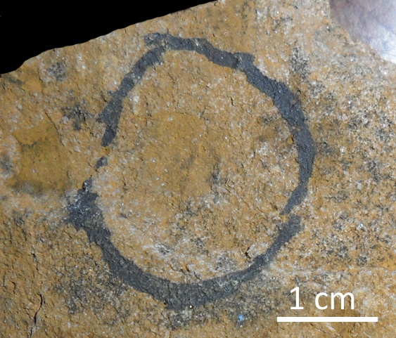Fossile (trilobite, esemplare)
