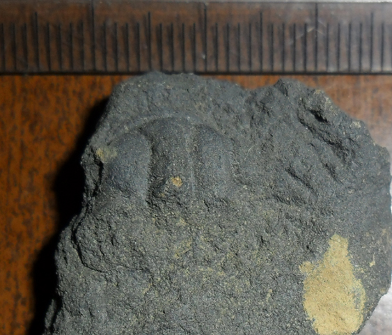 Fossile (trilobite, esemplare)