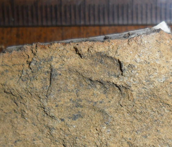 Fossile (trilobite, esemplare)