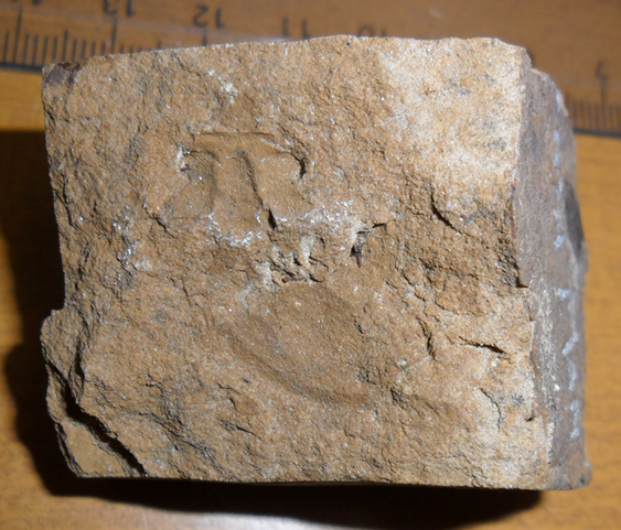 Fossile (trilobite, insieme)