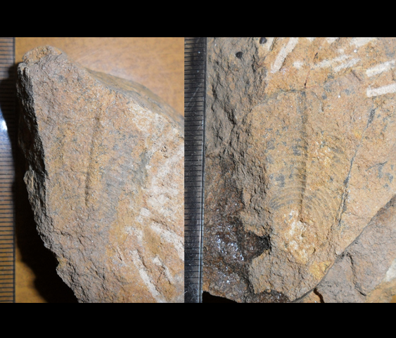 Fossile (trilobite, esemplare)