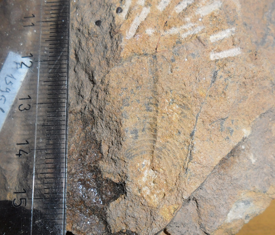 Fossile (trilobite, esemplare)