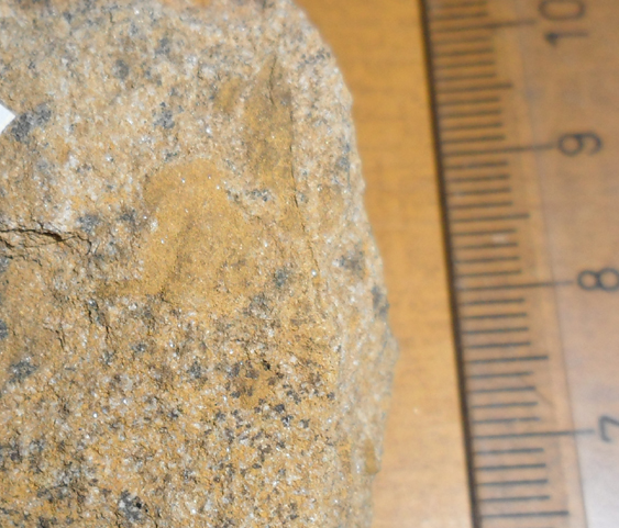 Fossile (trilobite, esemplare)