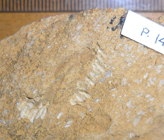 Fossile (trilobite, esemplare)