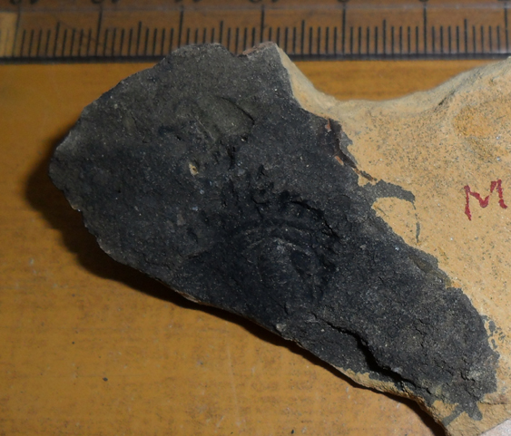 Fossile (trilobite, associazione fossile)