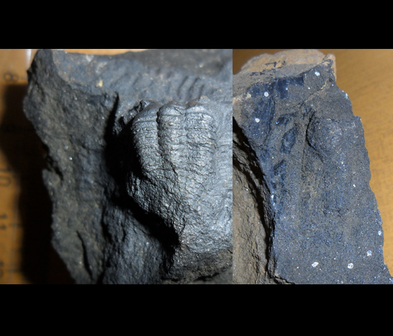 Fossile (trilobite, associazione fossile)