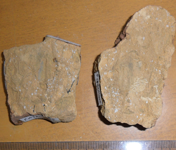 Fossile (lastrina contenente diversi resti di trilobiti, associazione fossile)