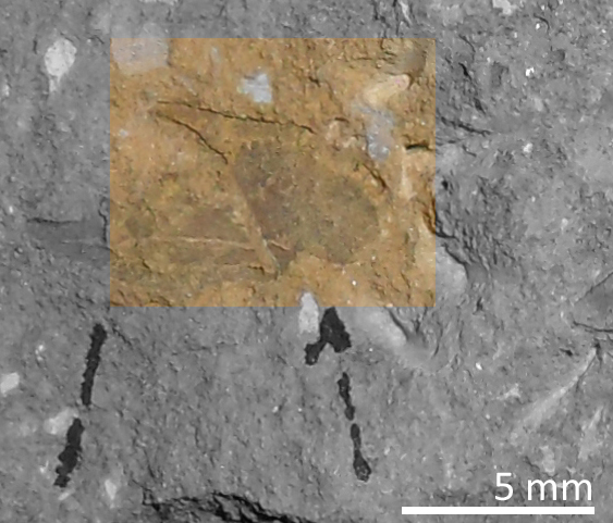 Fossile (trilobite, esemplare)
