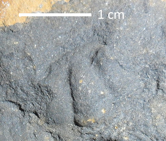 Fossile (trilobite, esemplare)