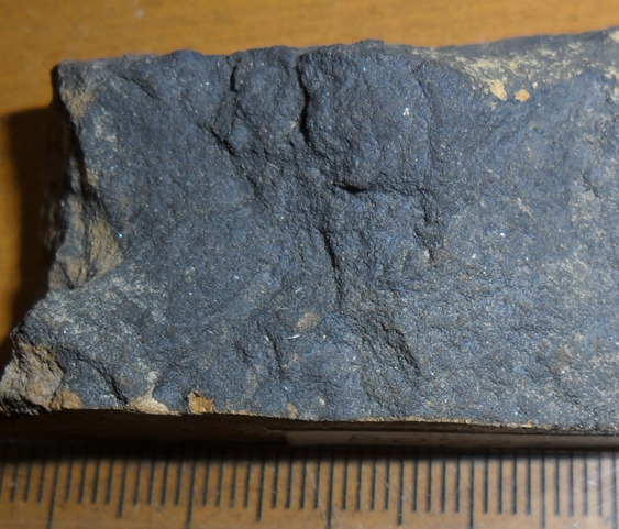 Fossile (trilobite, esemplare)
