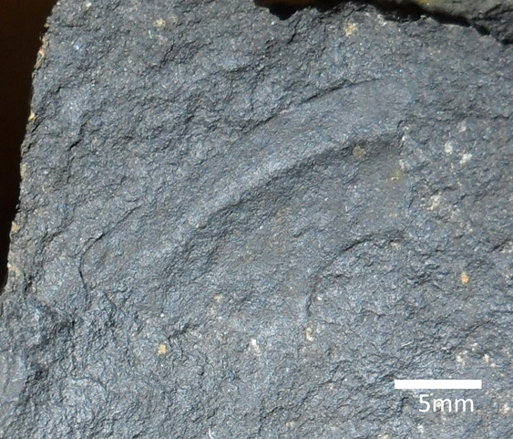 Fossile (trilobite, esemplare)