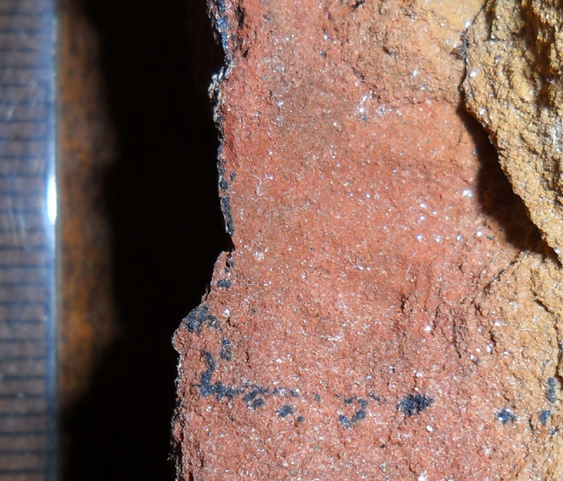 Fossile (trilobite, esemplare)
