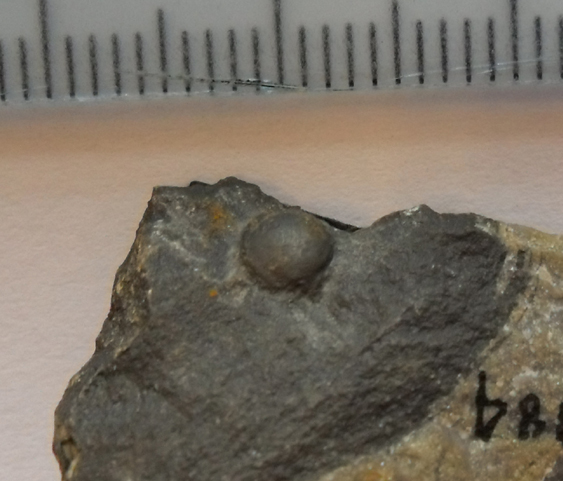 Fossile (trilobite, esemplare)