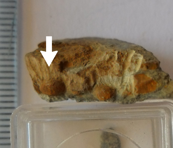Fossile (trilobite, esemplare)
