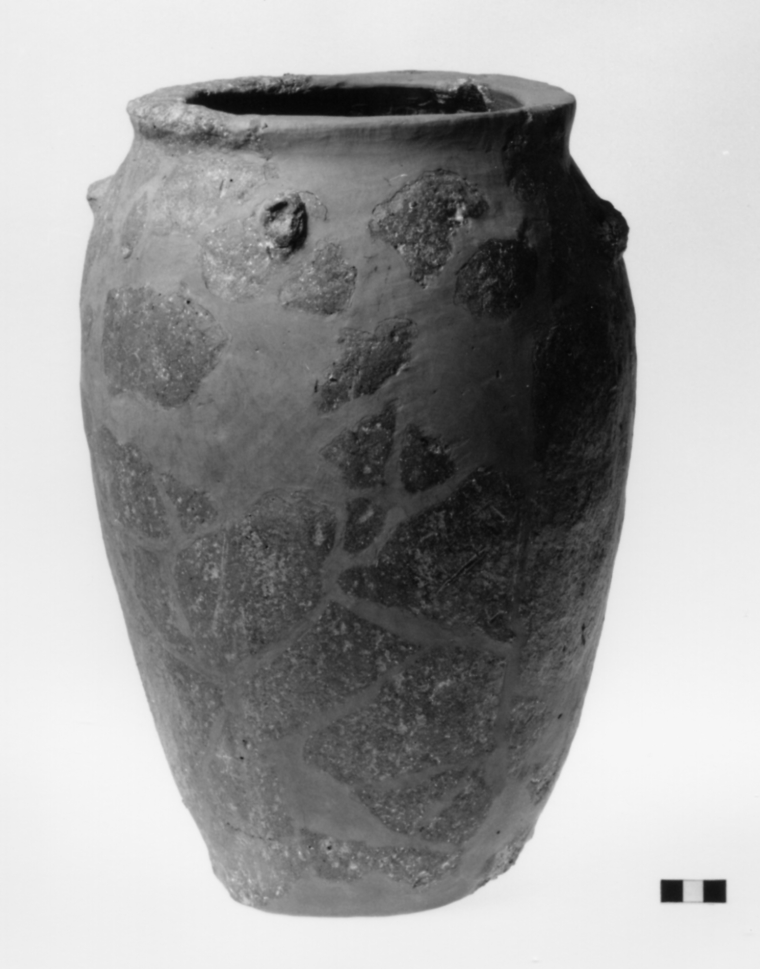 dolio, Von Eles Masi, tipo 6 - fase Piceno IV (sec. VI a.C)