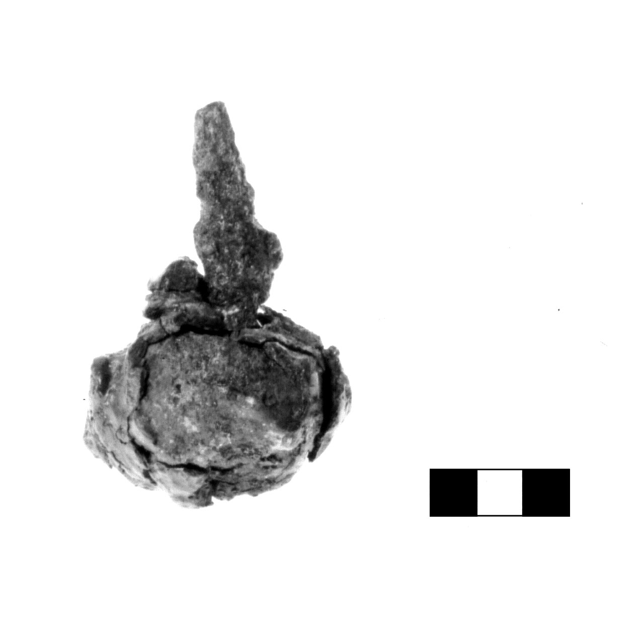 testa di mazza - fase Piceno IV A (sec. VI a.C)