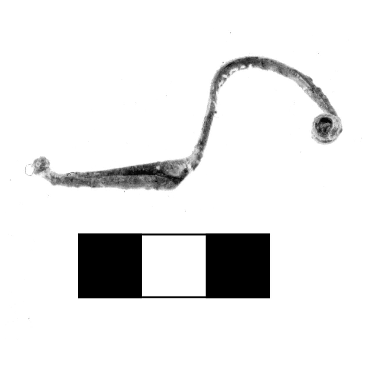 fibula, Tipo Toffoli - fase Piceno IV A (sec. VI a.C)