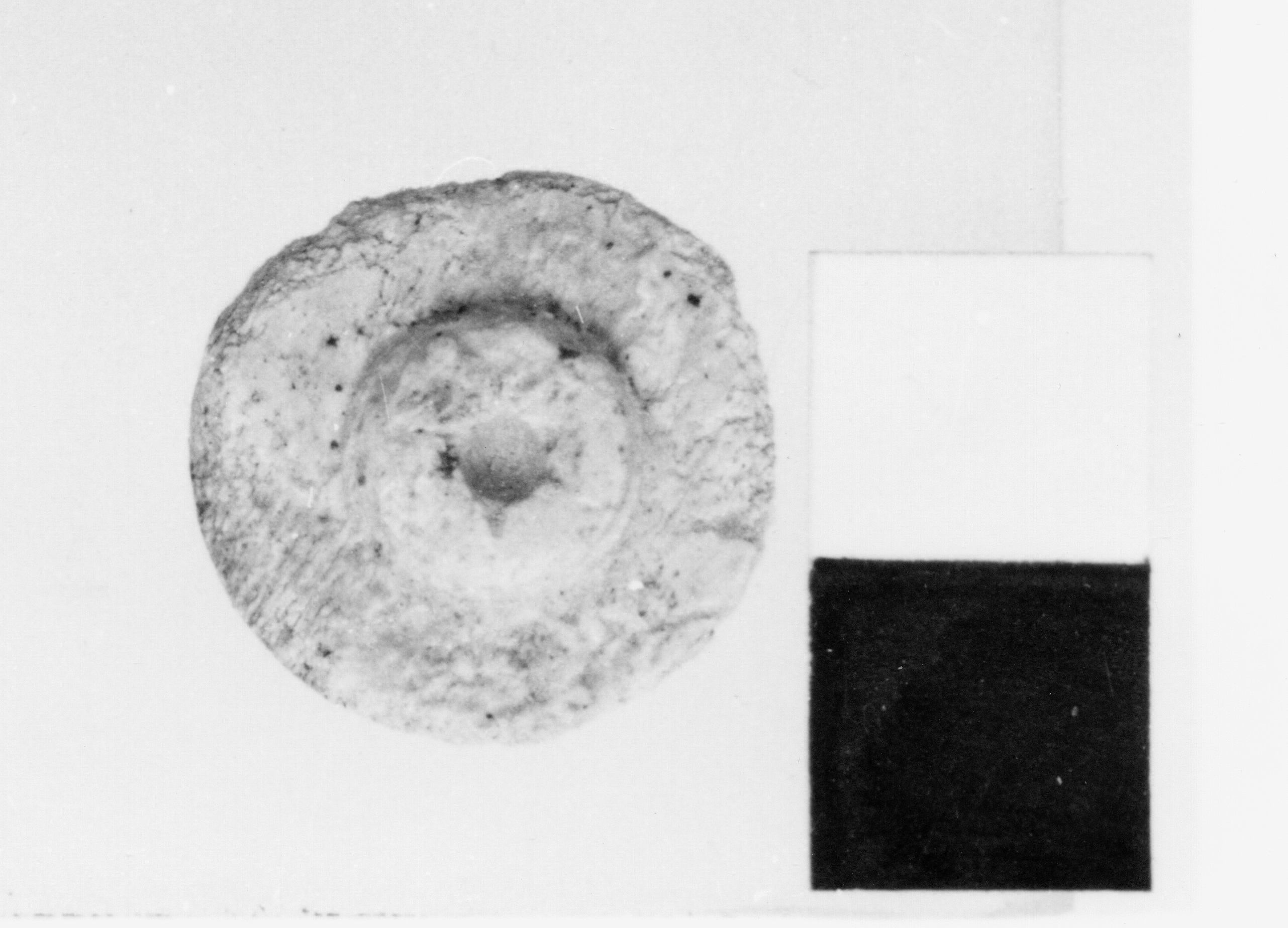 capocchia di conocchia - fase Piceno V (prima metà sec. IV a.C)