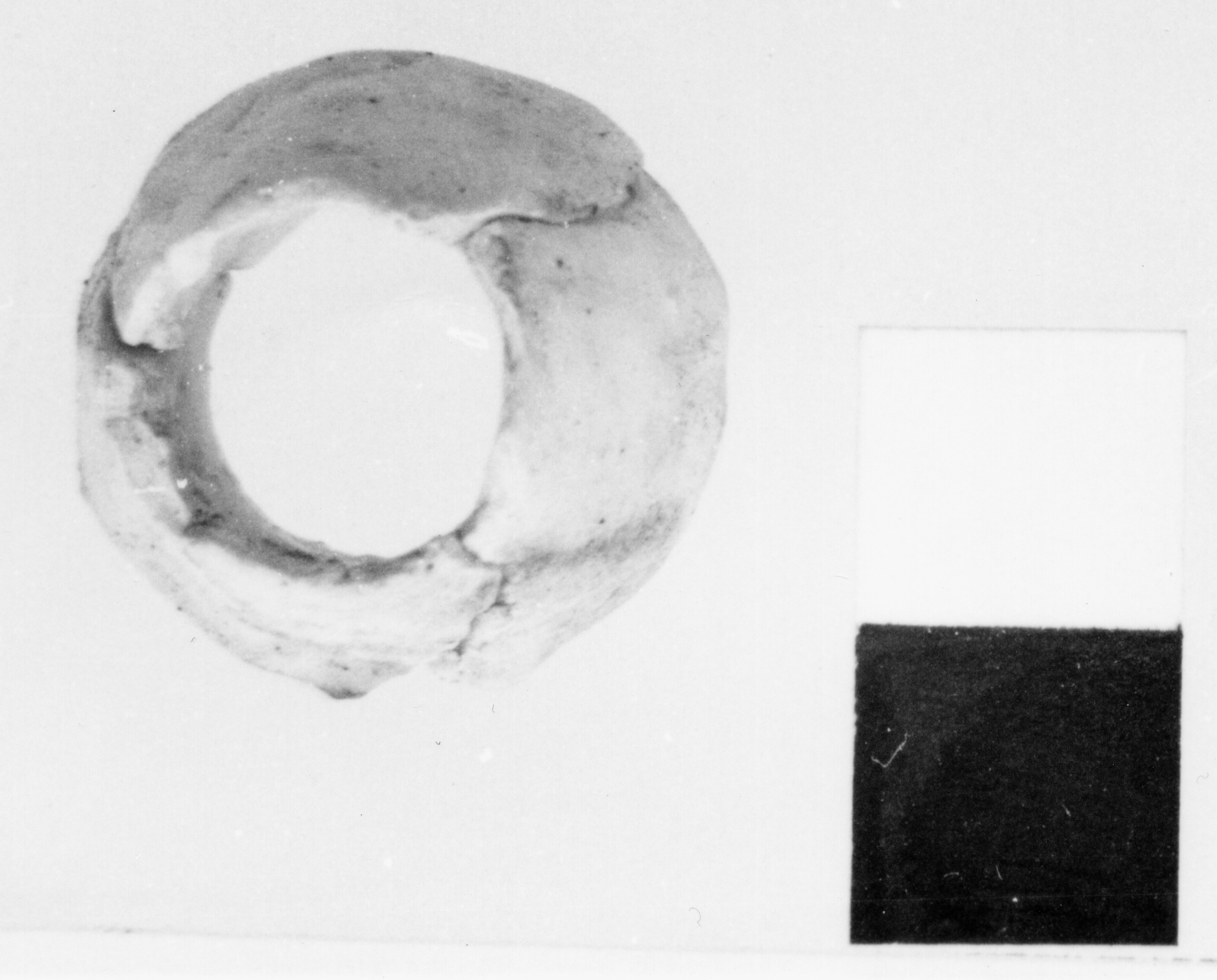 capocchia di conocchia - fase Piceno V (prima metà sec. IV a.C)