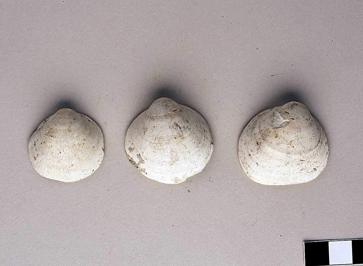 valva di Glycimeris - bronzo antico2-bronzo medio1 (bronzo antico-medio)