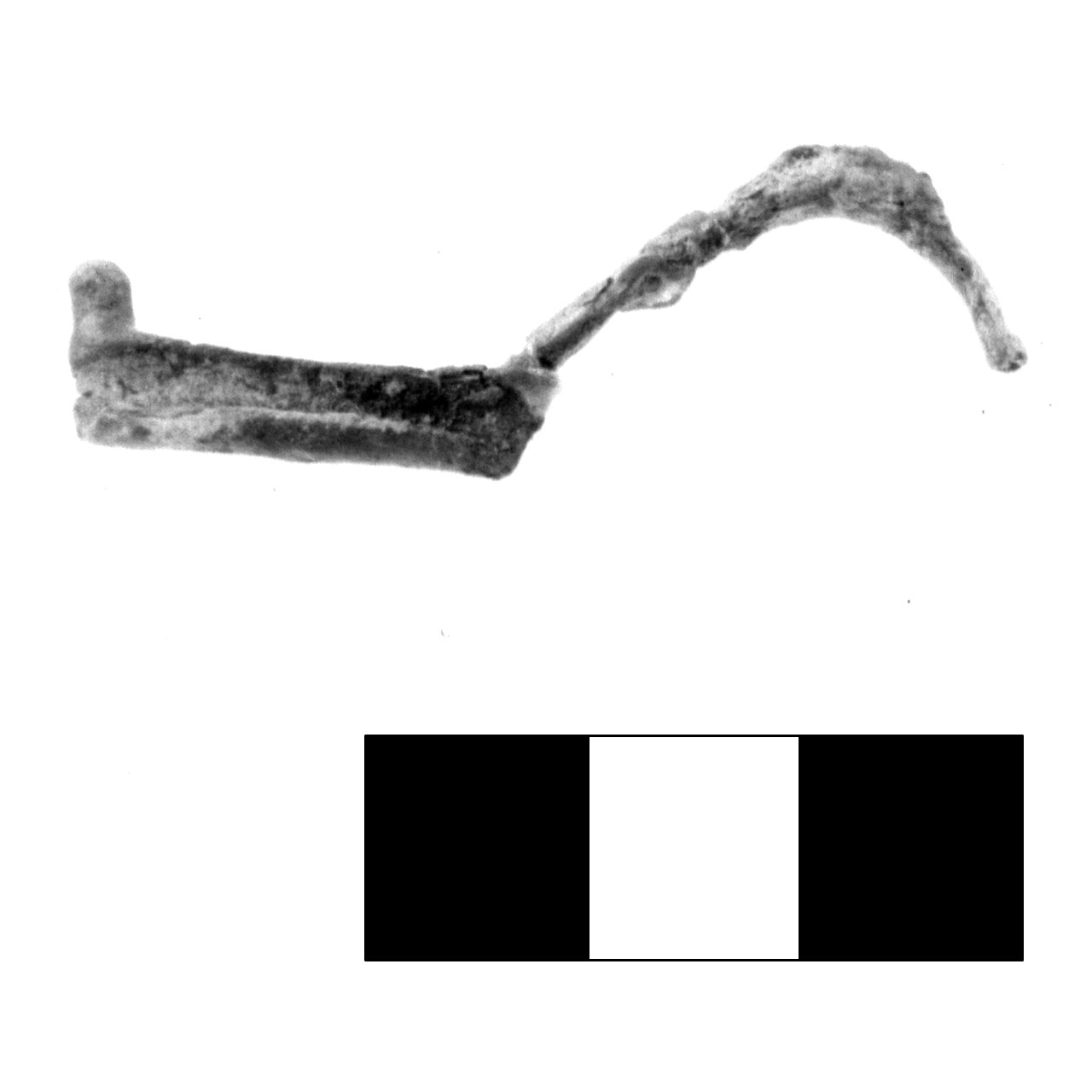 fibula pre-certosa - fase Piceno IV A (sec. VI a.C)