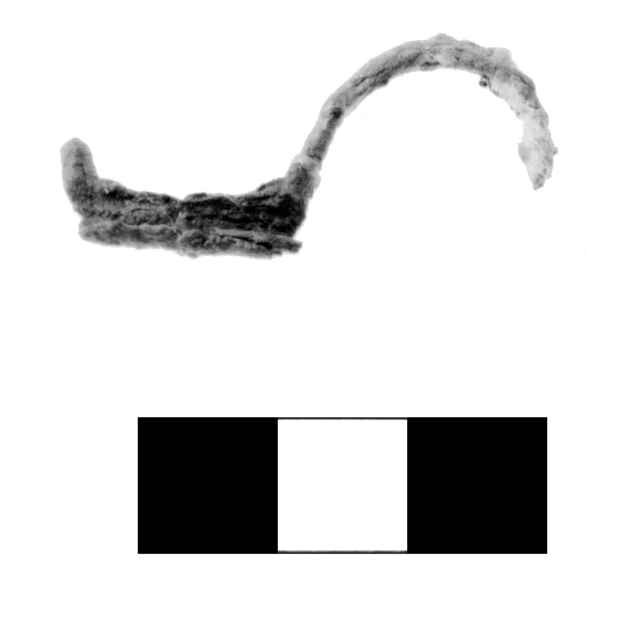 fibula pre-certosa - fase Piceno IV A (sec. VI a.C)