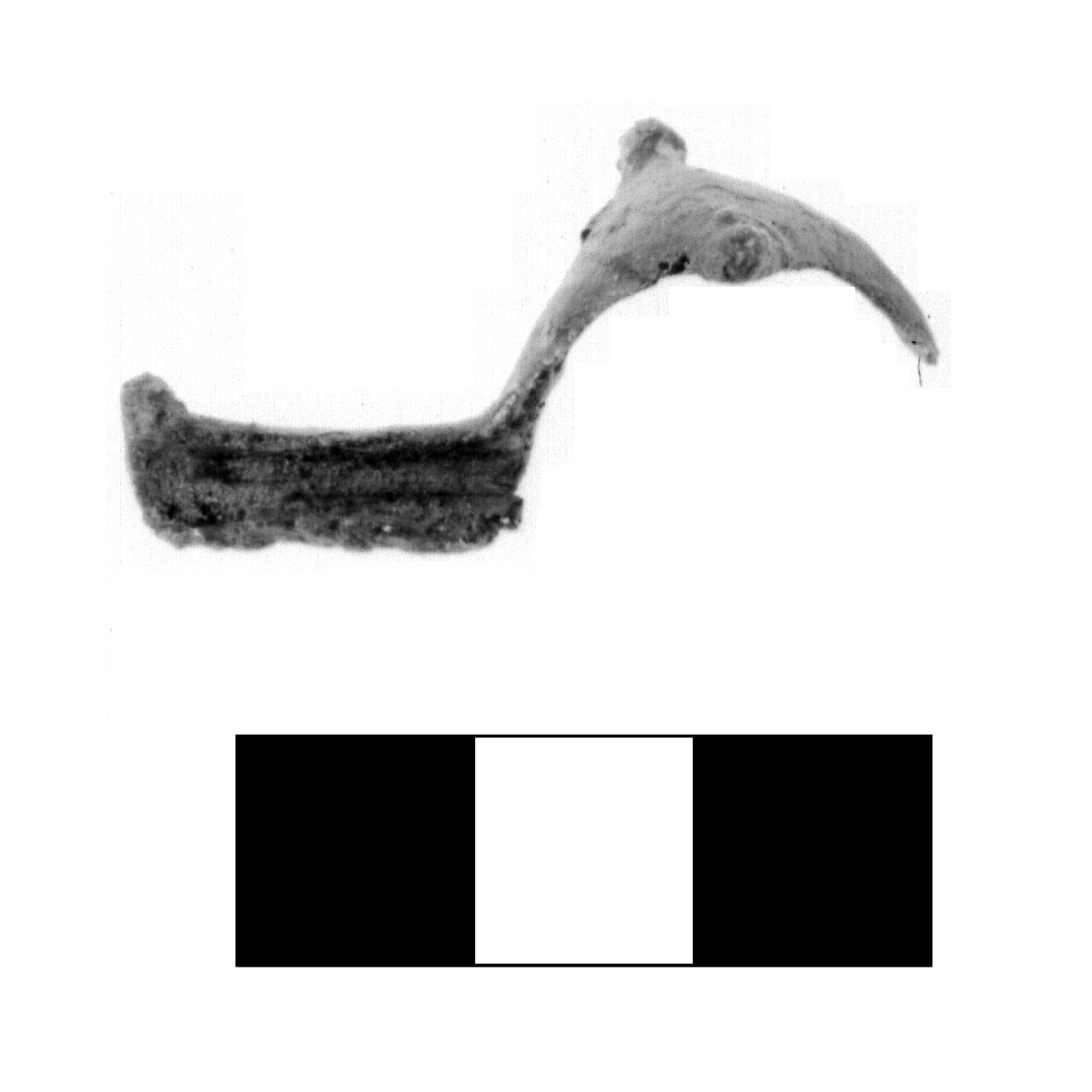 fibula a due bottoni - fase Piceno IV A (sec. VI a.C)