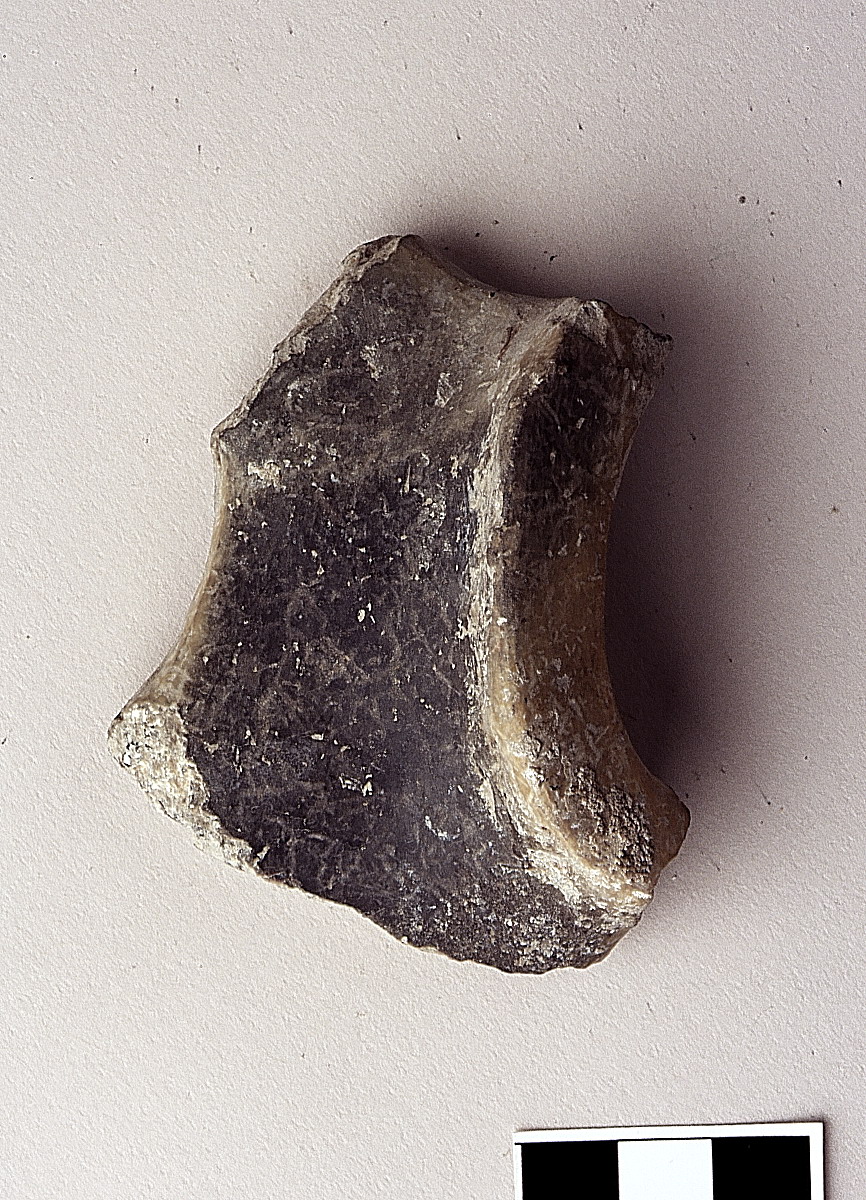 ansa ad apici revoluti - appenninico (bronzo medio)