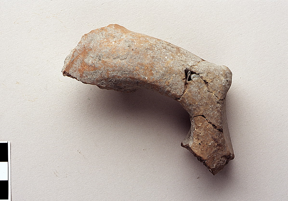 ansa a maniglia, ansa "tipo Ancona" - fasi piceno I-IVb (secc. IX - V a.C)